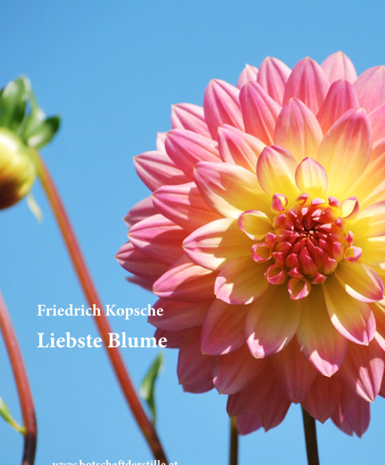 Liebste Blume