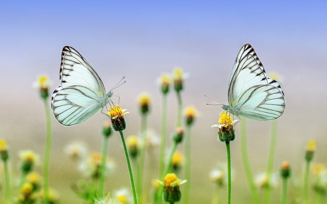 butterflies-1127666_1920