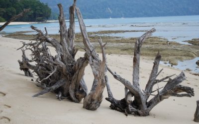 Meeres Kunst – Adamanen, Indien